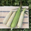 Вайт Туз F1 семена кукурузы суперсладкой Sh2 белой (Lark Seeds)