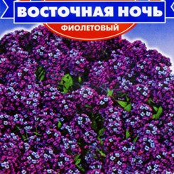 Восточная ночь фиолетовые семена алиссума (GL Seeds)
