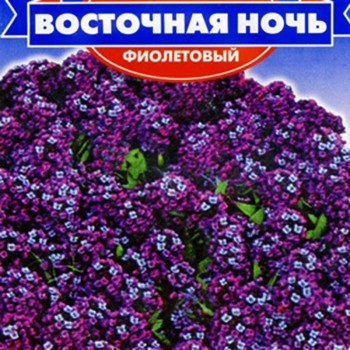 Восточная ночь фиолетовые семена алиссума (GL Seeds)
