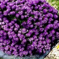 Восточная ночь фиолетовые семена алиссума (GL Seeds)
