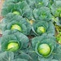 Фрея F1 (PL 6126 F1) насіння капусти білокачанної (Asia Seed)