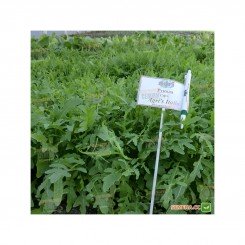 Агрис Италия (Agri`s Italia) семена рукколы (Agri Saaten)