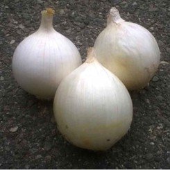 Аїда F1 насіння цибулі ріпчастої білої (Cora Seeds)