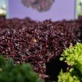 Акане насіння салату тип Лолло Росса дражоване (Enza Zaden)