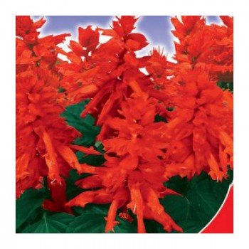 Аллегро червона (red) насіння сальвії (GL Seeds)
