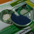 Алмагро F1 (Альмагро F1) семена капусты цветной (Syngenta)