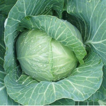 Алтос F1 насіння капусти білокачанної (Joeun Seeds)
