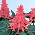 Аморе рожева (pink) насіння сальвії (Hem Genetics)