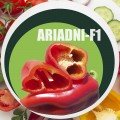 Аріадна F1 (Ariadni F1) насіння перцю солодкого (Seminis)