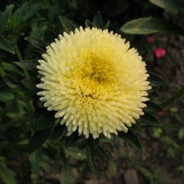 Арлекин желтый (Yellow) семена астры (Satimex)
