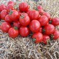 Асвон F1 (KS 1140 F1) насіння помідора детермінантного (Kitano Seeds)