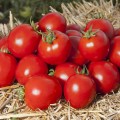 Асвон F1 (KS 1140 F1) насіння помідора детермінантного (Kitano Seeds)