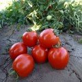 Асвон F1 (KS 1140 F1) семена помидора детерминантного (Kitano Seeds)