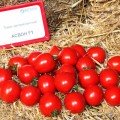 Асвон F1 (KS 1140 F1) насіння помідора детермінантного (Kitano Seeds)