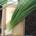 Байа Верде (Baja Verde) семена лука на перо ультрараннего 40 дн. (Seminis)