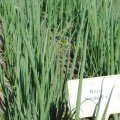Байа Верде (Baja Verde) семена лука на перо ультрараннего 40 дн. (Seminis)