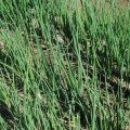 Байа Верде (Baja Verde) семена лука на перо ультрараннего 40 дн. (Seminis)