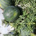 Бакай F1 насіння кавуна (LibraSeeds)