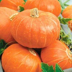 Бамбини насіння гарбуза (GL Seeds)