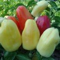 Бонета насіння перцю солодкого (Moravoseed)
