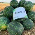 Бонта F1 (Bonta F1) насіння кавуна раннього (Seminis)