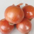 Борнео F1 насіння цибулі ріпчастої жовтої (Takii Seeds)