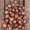 Борнео F1 насіння цибулі ріпчастої жовтої (Takii Seeds)