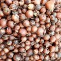 Борнео F1 насіння цибулі ріпчастої жовтої (Takii Seeds)