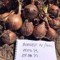 Борнео F1 насіння цибулі ріпчастої жовтої (Takii Seeds)