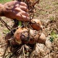 Борнео F1 насіння цибулі ріпчастої жовтої (Takii Seeds)