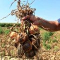 Борнео F1 насіння цибулі ріпчастої жовтої (Takii Seeds)