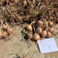Борнео F1 насіння цибулі ріпчастої жовтої (Takii Seeds)