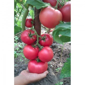 Божественные семена помидора детерминантного (GL Seeds)