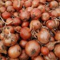 Бренда насіння цибулі ріпчастої жовтої (LibraSeeds)