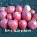 Воловое сердце розовые семена помидора индетерминантного (Элитный ряд)
