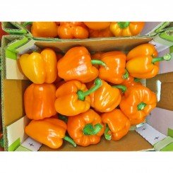 Бычок семян перца сладкого (GL Seeds)