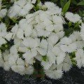 Чіба F1 (Чібо F1) біла (white) насіння гвоздики міжвидової (Hem Genetics)