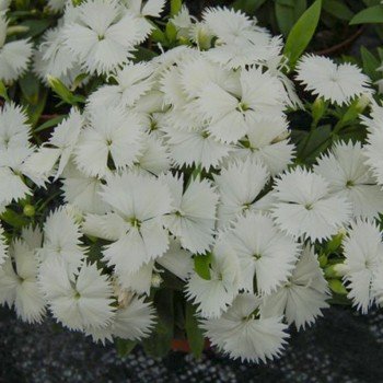 Чіба F1 (Чібо F1) біла (white) насіння гвоздики міжвидової (Hem Genetics)