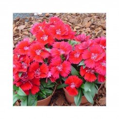 Чиба F1 (Чибо F1) красная (red) семена гвоздики межвидовой (Hem Genetics)