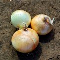 Каптива F1 (CRX 2554 F1) насіння цибулі озимої ріпчастої (Cora Seeds)