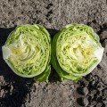 Даніло Organic насіння салату тип Айсберг зел. дражоване (Enza Zaden/Vitalis)