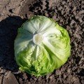 Даніло Organic насіння салату тип Айсберг зел. дражоване (Enza Zaden/Vitalis)