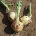 Дарика F1 семена лука репчатого желтого (Cora Seeds)