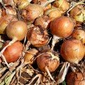 Дарика F1 насіння цибулі ріпчастої жовтої (Cora Seeds)