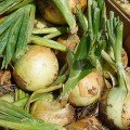 Дарика F1 насіння цибулі ріпчастої жовтої (Cora Seeds)