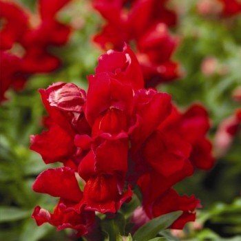 Дефіанс червоний (red) насіння антірінума (GL Seeds)