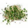 Детокс (7 урожаев) набор семян микрозеленых (Agrocity)