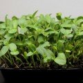 Детокс (7 урожаев) набор семян микрозеленых (Agrocity)