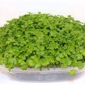 Детокс (7 урожаев) набор семян микрозеленых (Agrocity)