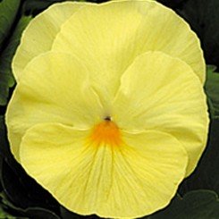 Династия Primerose семян фиалки (Kitano Seeds)